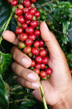 Olgun fasulye hasat için hazır
