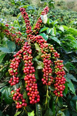 Ağaçta olgunlaşan kahve çekirdekleri
