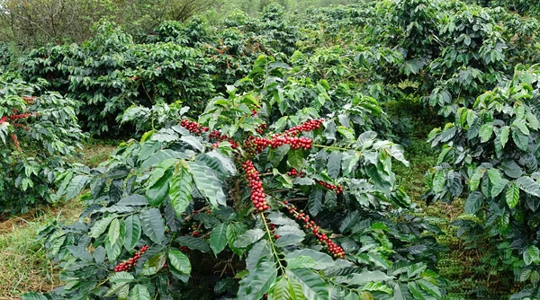 Ağaçta olgunlaşan kahve çekirdekleri — Stok fotoğraf