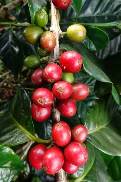 Granos de café madurando en un árbol — Foto de Stock