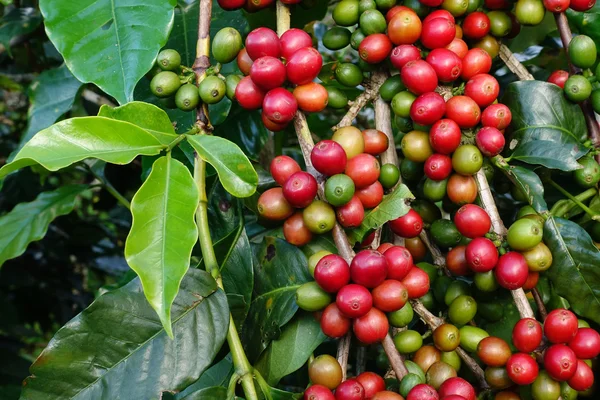 Granos de café madurando en un árbol —  Fotos de Stock