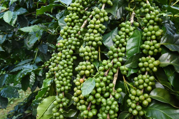 Green coffee beans on stem — Stock Photo, Image