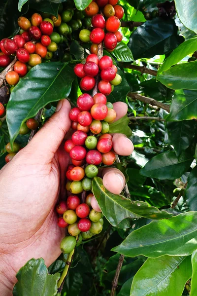 Feijão maduro pronto para a colheita — Fotografia de Stock