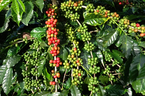 Granos de café maduración —  Fotos de Stock