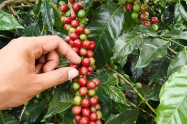 el yakından tutmak kahve çekirdekleri
