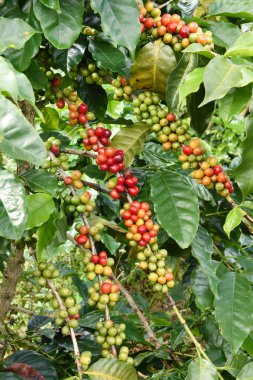 Ağaçta olgunlaşan kahve çekirdekleri