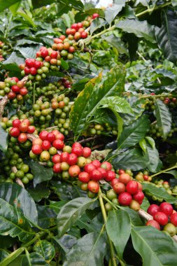 Ağaçta olgunlaşan kahve çekirdekleri