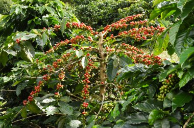 Ağaçta olgunlaşan kahve çekirdekleri