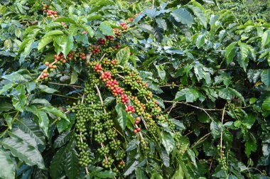Ağaçta olgunlaşan kahve çekirdekleri