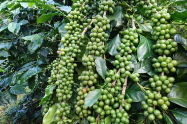 Köküne yeşil kahve.