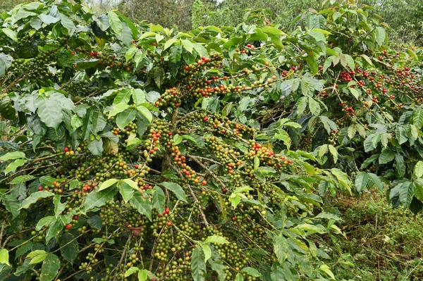 Granos de café madurando en un árbol — Foto de Stock