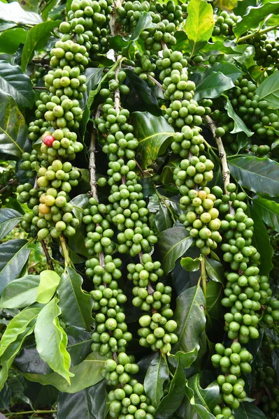 Green coffee beans on stem