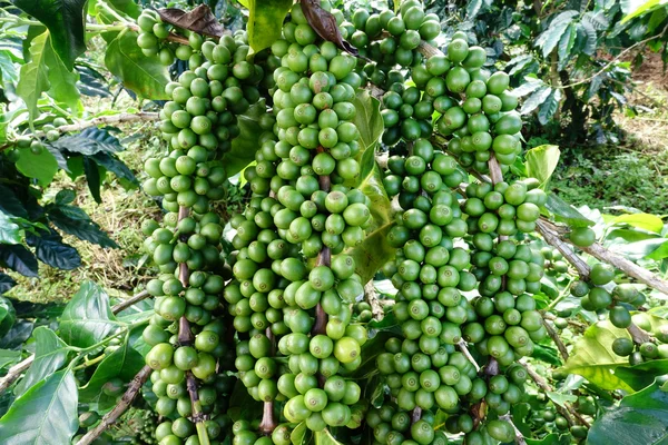 Green coffee beans on stem