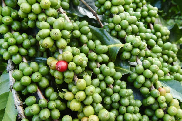 Green coffee beans on stem