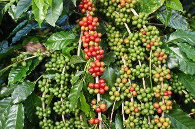 Ağaçta olgunlaşan kahve çekirdekleri
