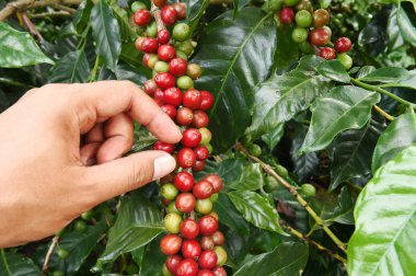 el yakından tutmak kahve çekirdekleri