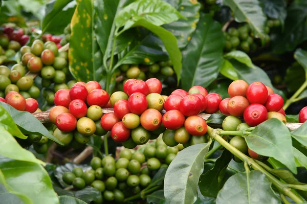 Koffiebonen rijpen op een boom — Stockfoto