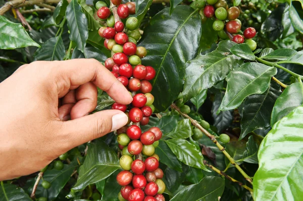 el yakından tutmak kahve çekirdekleri