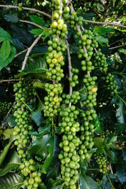 Köküne yeşil kahve.