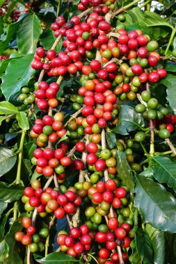 Ağaçta olgunlaşan kahve çekirdekleri
