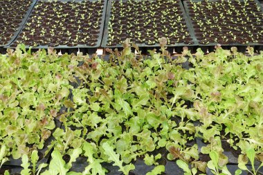 Renkli resmi fidan tencere