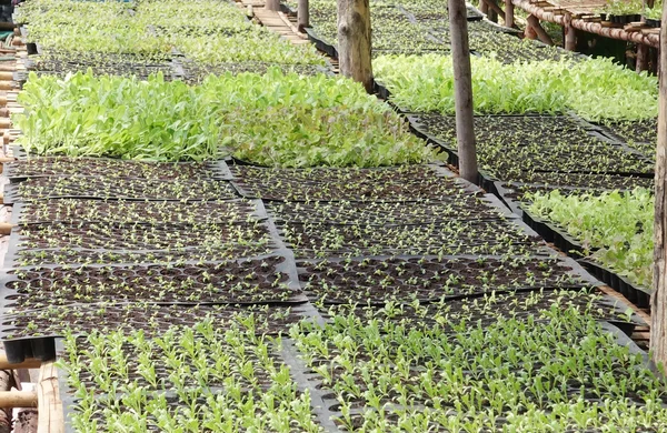 Plántulas en la bandeja de verduras —  Fotos de Stock