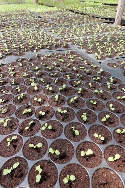 Seedlings on the vegetable tray — Stock Photo, Image