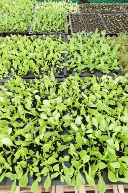 Fidan sebze tepsisi üzerinde