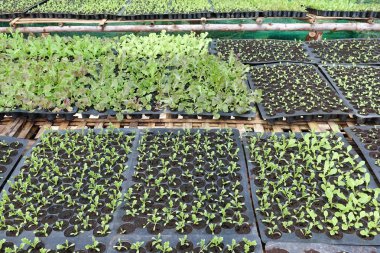 Fidan sebze tepsisi üzerinde