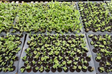 Fidan sebze tepsisi üzerinde