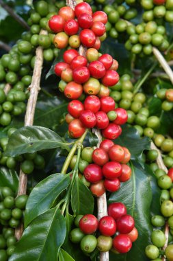 Kahve çekirdekleri olgunlaşma