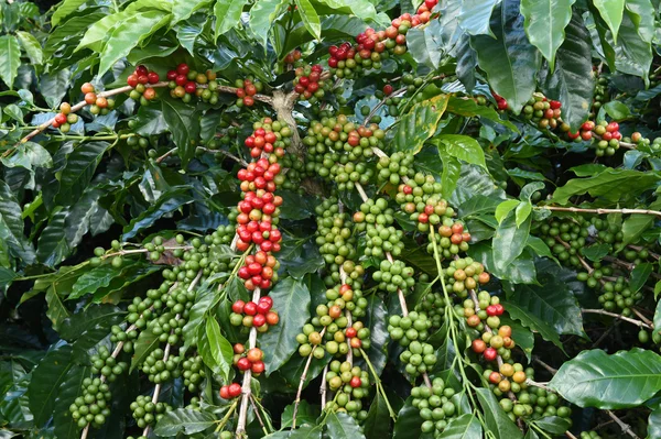 Granos de café maduración —  Fotos de Stock