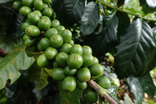 Granos de café verdes en tallo — Foto de Stock