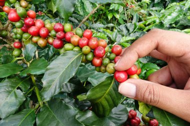 el yakından tutmak kahve çekirdekleri