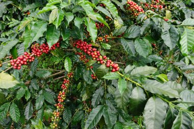 Kahve çekirdekleri olgunlaşma