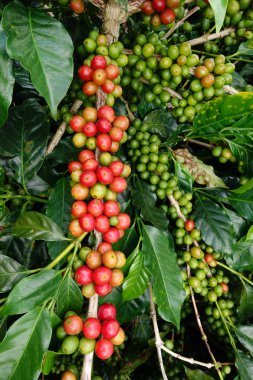 Kahve çekirdekleri olgunlaşma