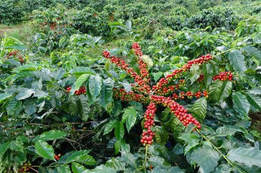 Kahve çekirdekleri olgunlaşma