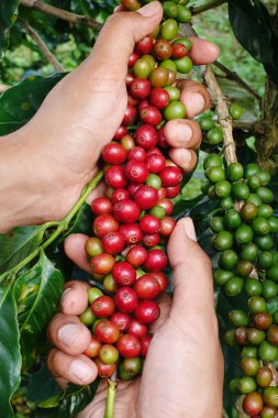 Olgun fasulye hasat için hazır