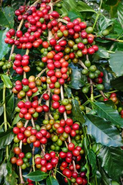 Kahve çekirdekleri olgunlaşma