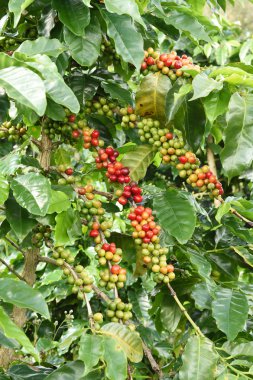 Ağaçta olgunlaşan kahve çekirdekleri