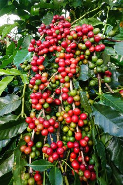 Ağaçta olgunlaşan kahve çekirdekleri