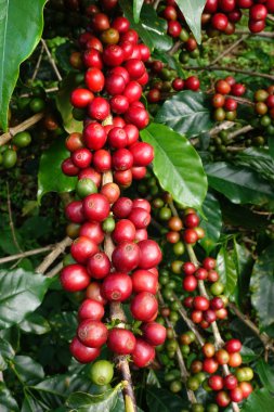 Ağaçta olgunlaşan kahve çekirdekleri