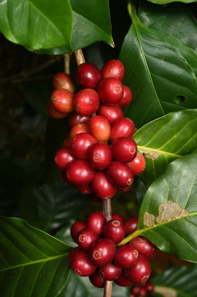 Granos de café madurando en un árbol —  Fotos de Stock