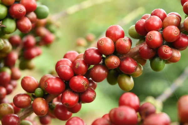 Koffiebonen rijpen op een boom — Stockfoto