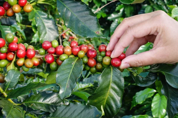 Fechar a mão manter grãos de café — Fotografia de Stock