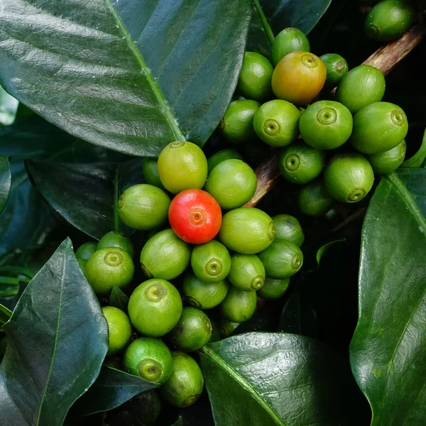Ziarna zielonej kawy na łodydze — Zdjęcie stockowe