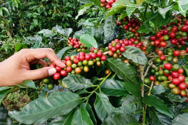 el yakından tutmak kahve çekirdekleri