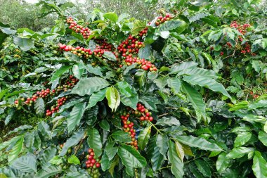 Ağaçta olgunlaşan kahve çekirdekleri