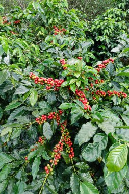 Ağaçta olgunlaşan kahve çekirdekleri