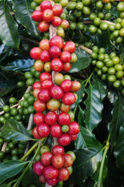Ağaçta olgunlaşan kahve çekirdekleri